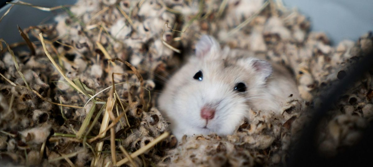Hamster bijgesneden