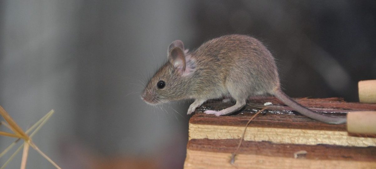 muis op huisje