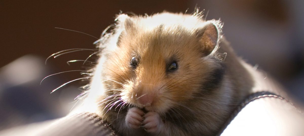 Goudhamster hamsteren header