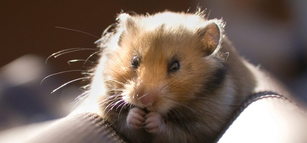 Hamster scaled