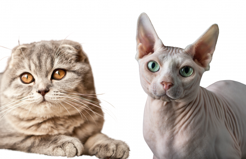 Scottish fold naaktkat