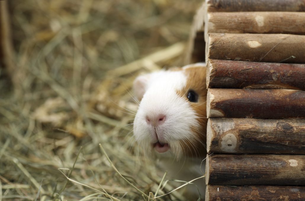 cavia-in-tunnel-istock