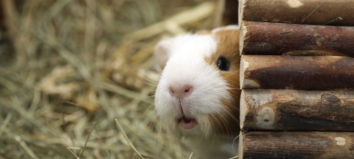 cavia in tunnel istock