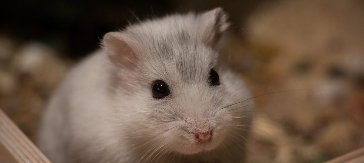 Aanschaf hamster