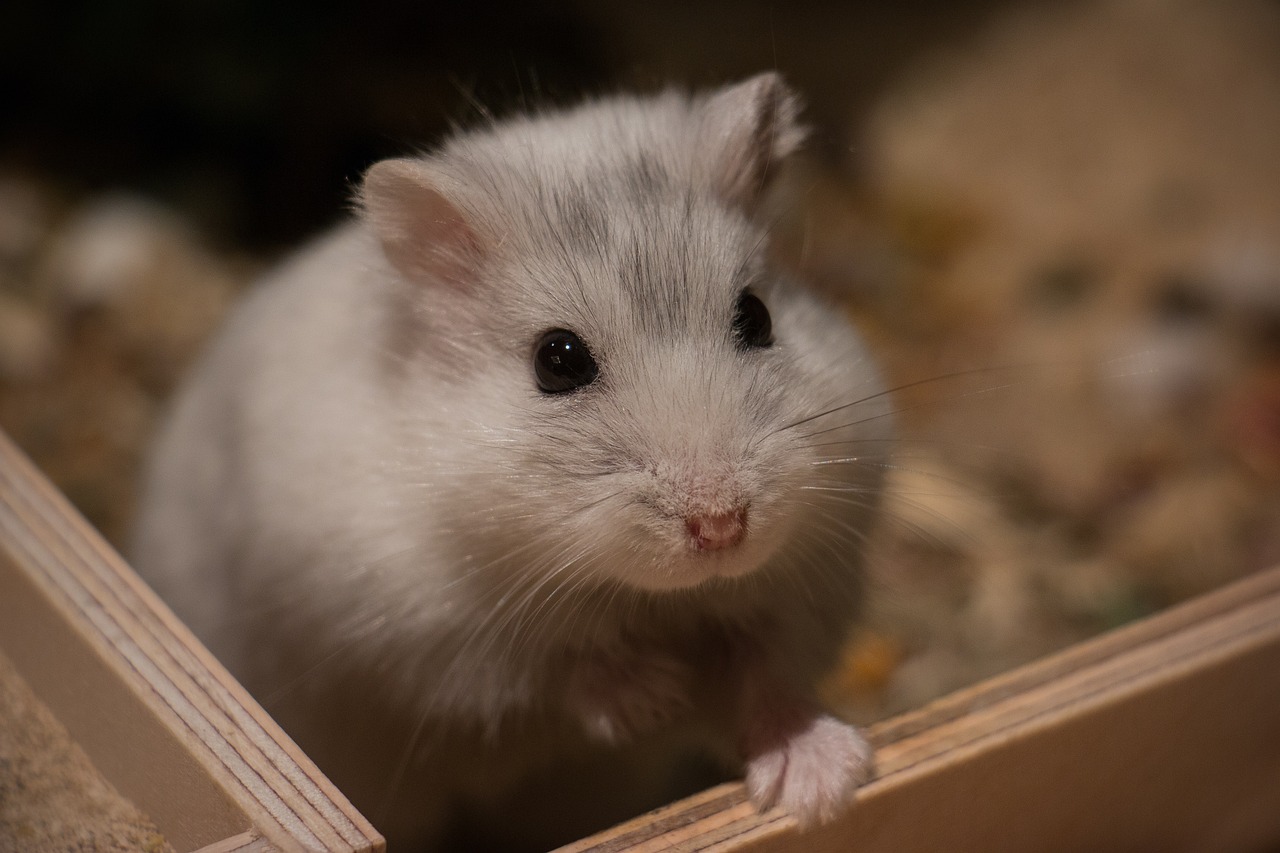 Aanschaf hamster
