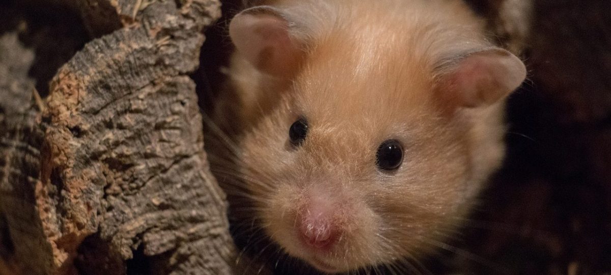 Hamster huisvesting header