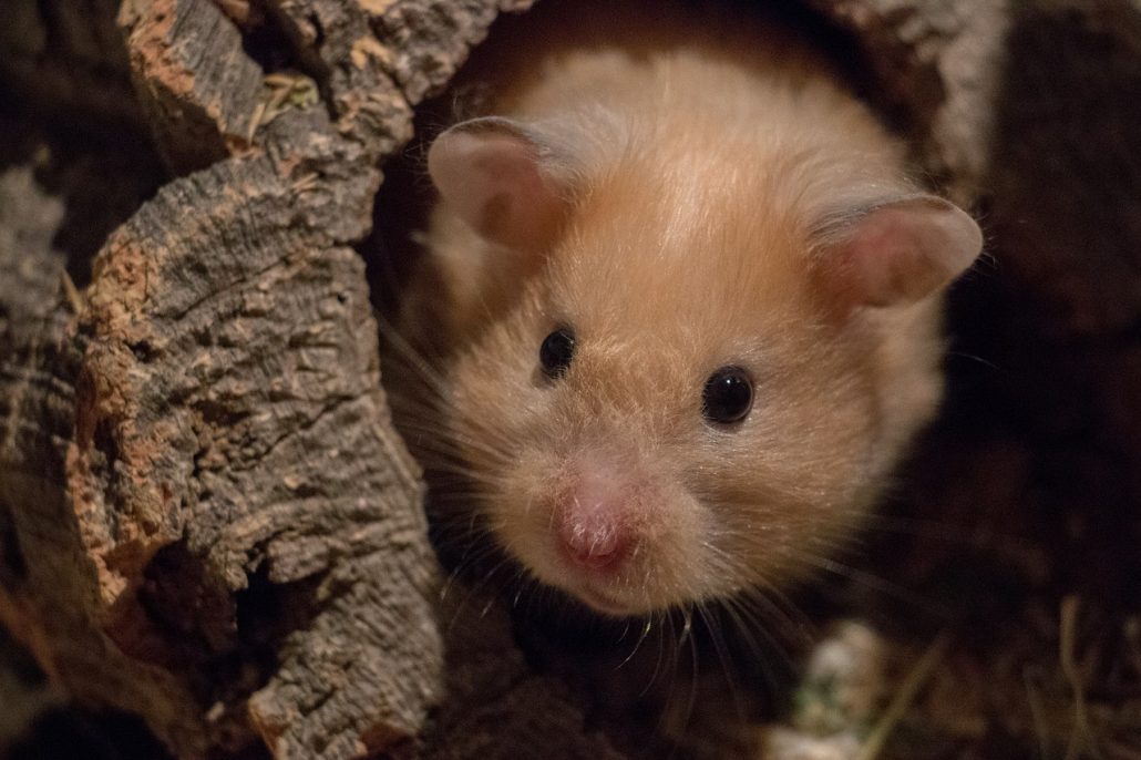 Hamster huisvesting