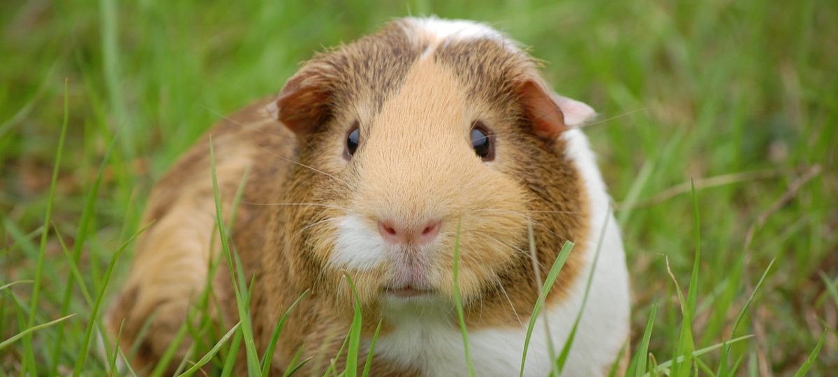 cavia buiten