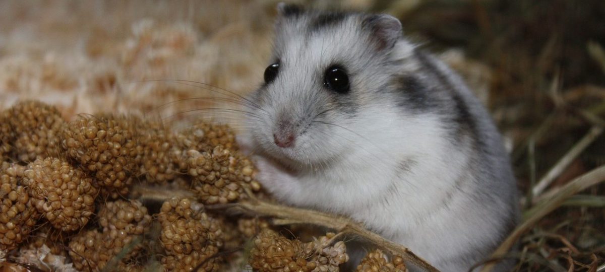 Hamster voeding scaled