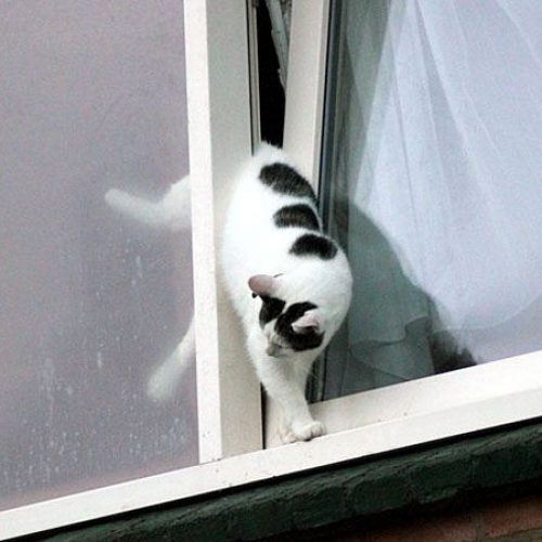 kat klem in kiepraam