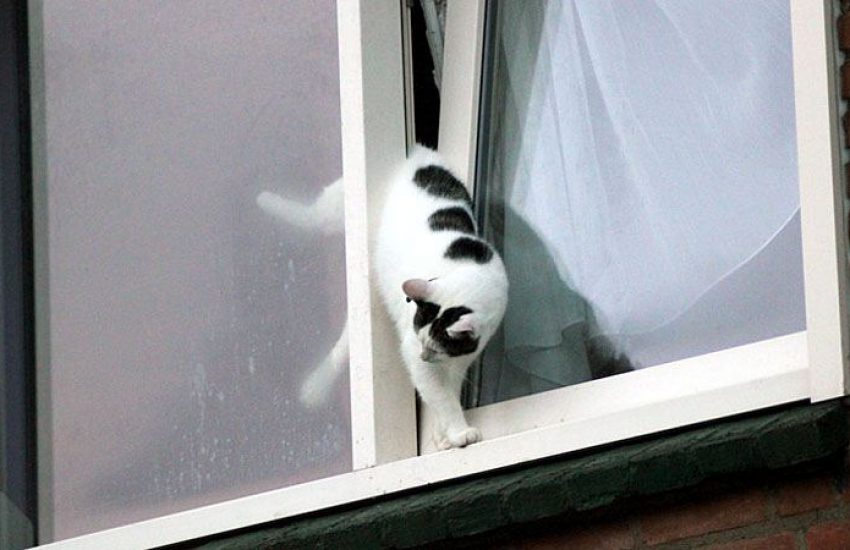 kat klem in kiepraam