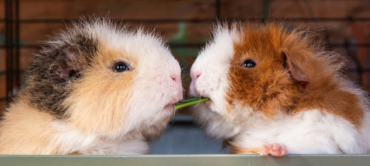 twee cavia's binnen
