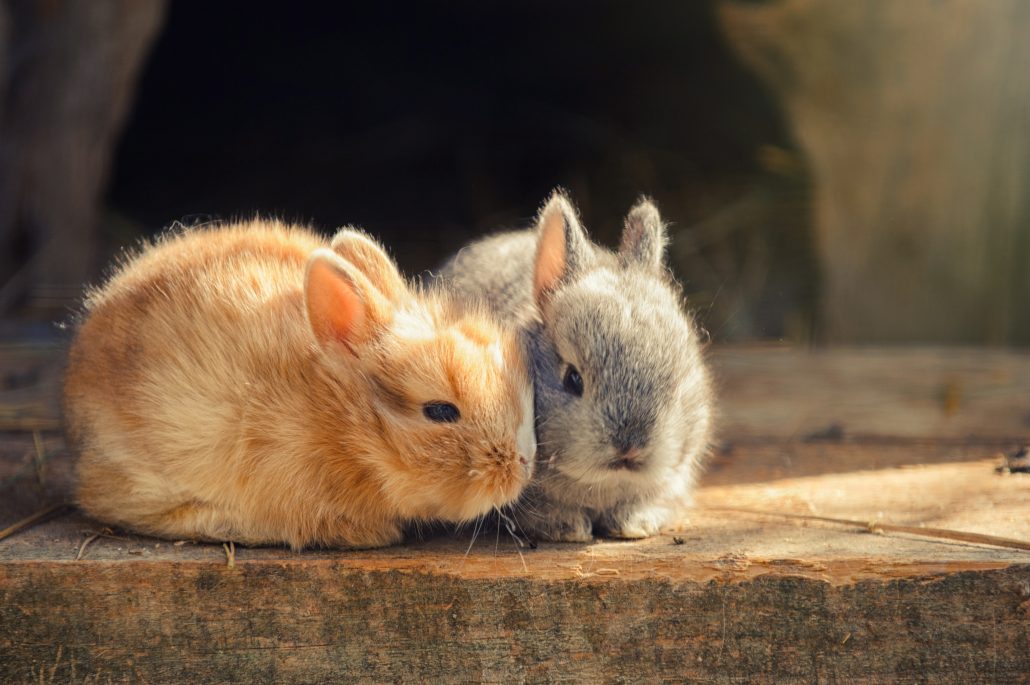kleine konijntjes op houtblok