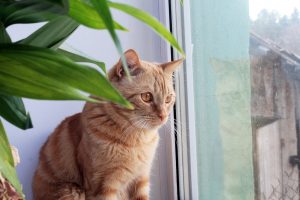 Kat kijkt uit raam