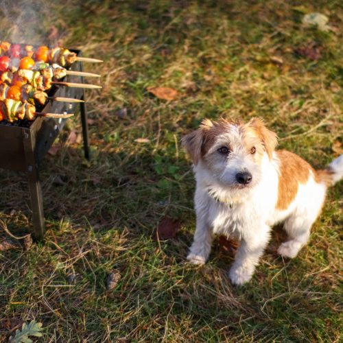 hond bbq