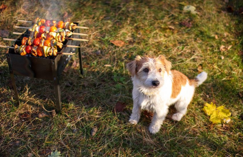 hond bbq