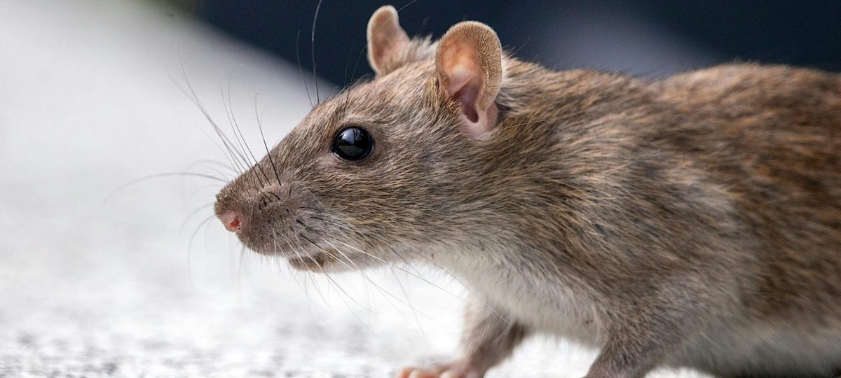 Rat bijgesneden