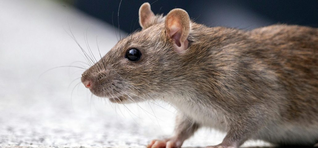 Rat smal bijgesneden