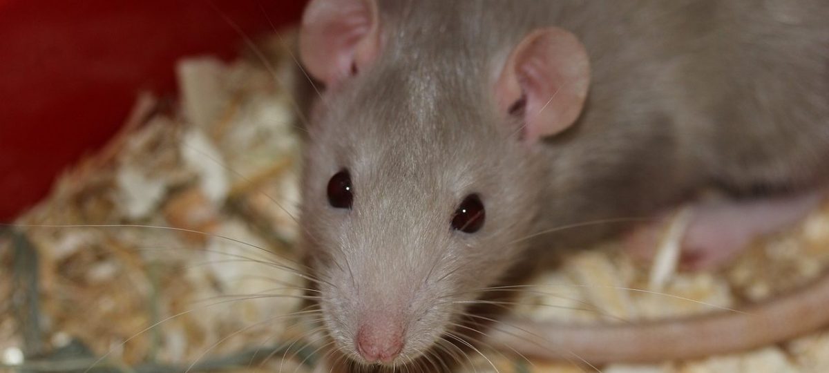 Rat close up bijgesneden