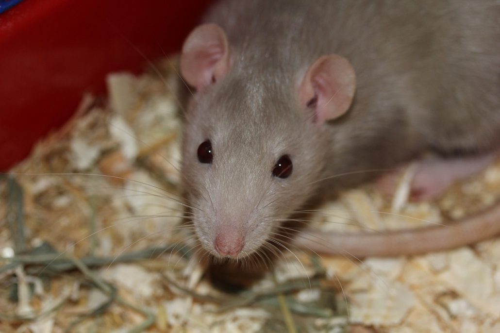 Rat close up