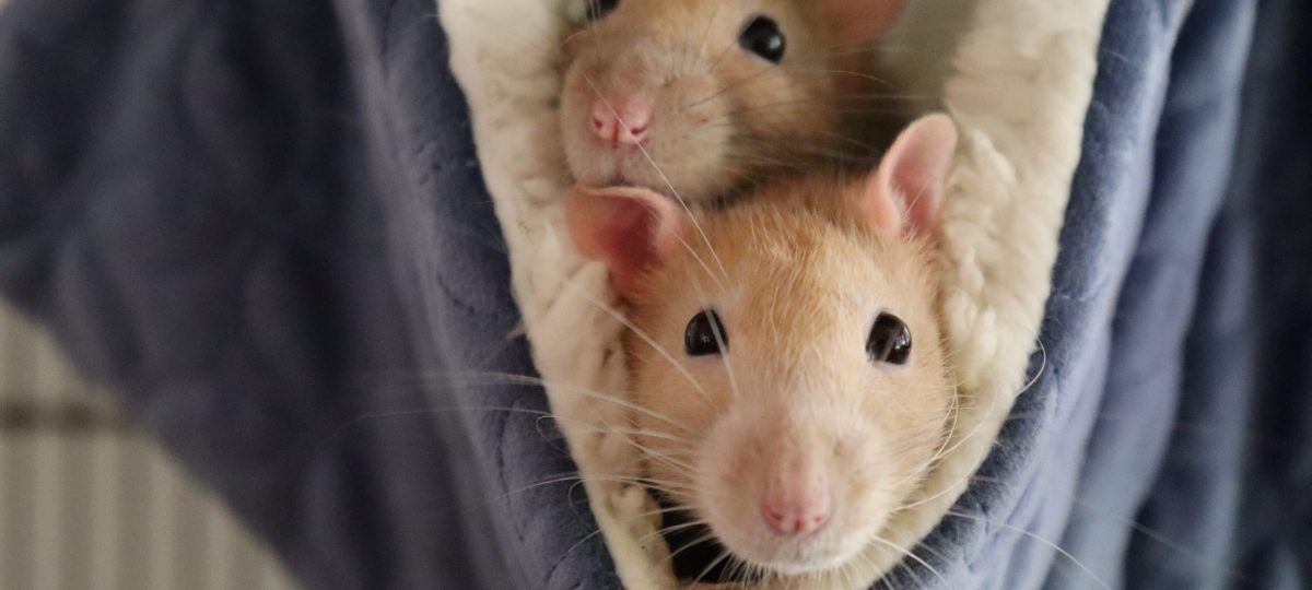 Ratten in hangmat bijgesneden