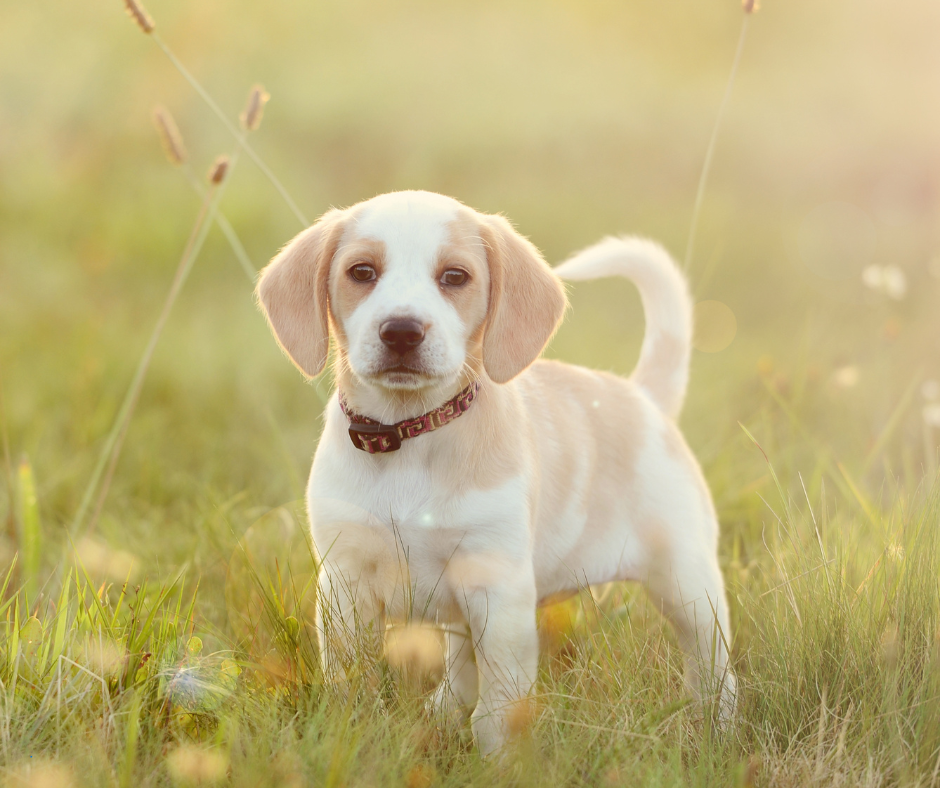 Puppy staand blijven