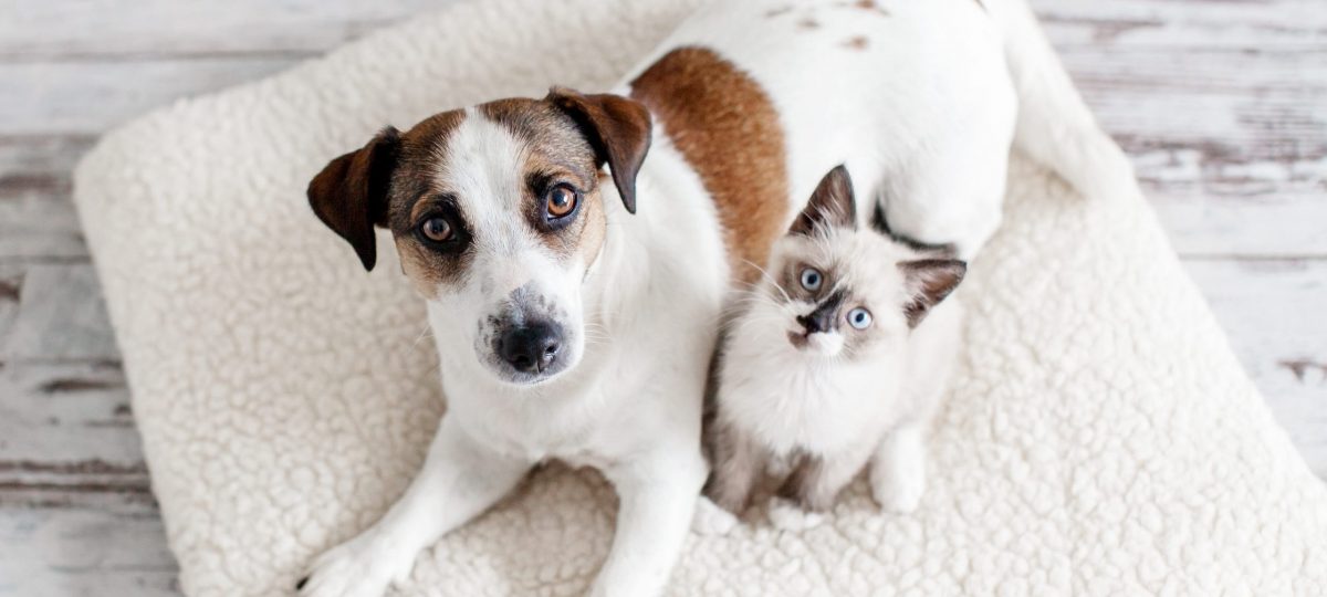kat en hond