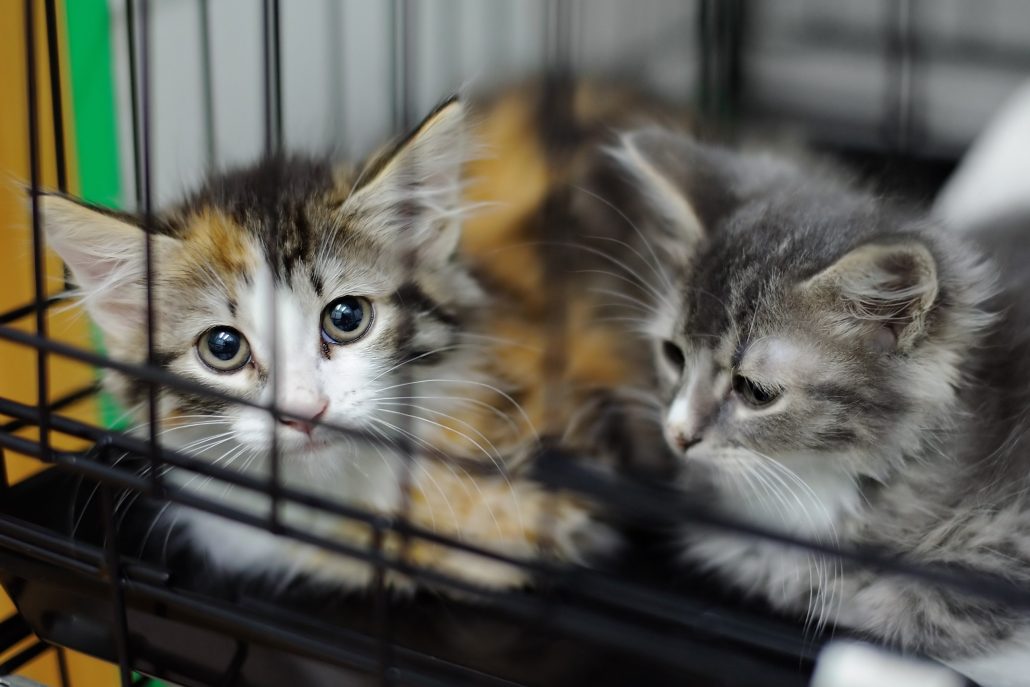 Katten opgesloten zielig