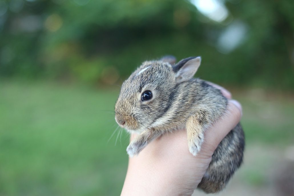 Konijn in hand