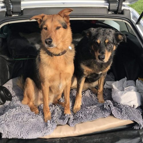 Honden Myrna in auto