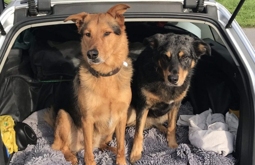 Honden Myrna in auto