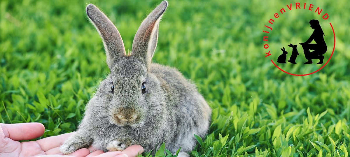 ben jij een konijnenvriend