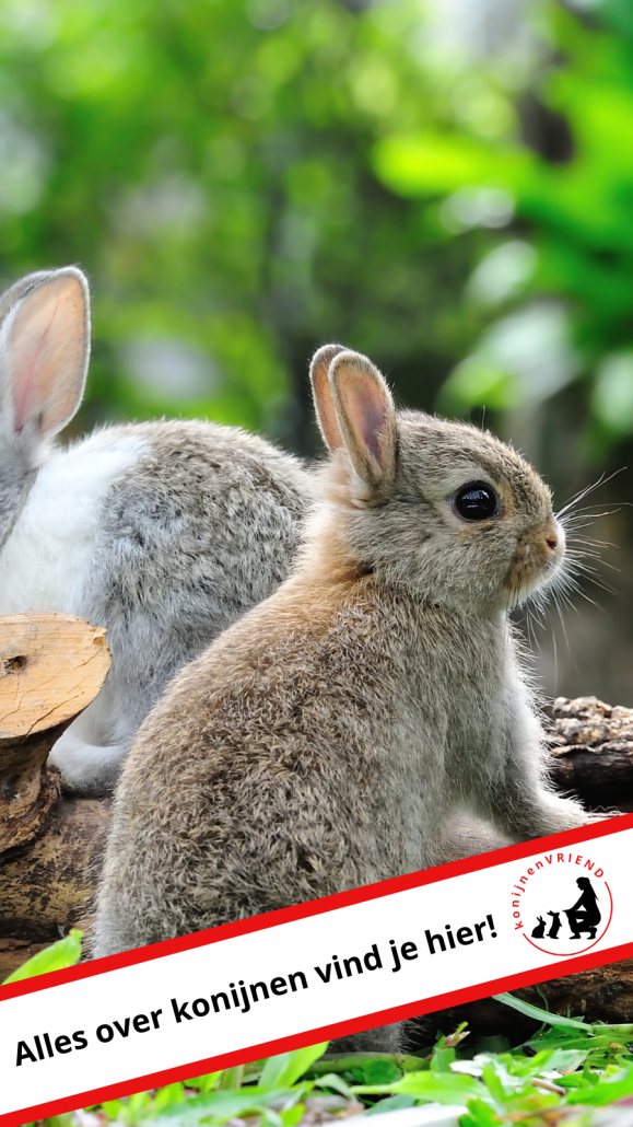 Alles over konijnen konijnenVRIEND