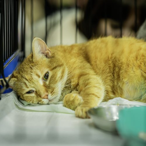 zielige kat in asiel