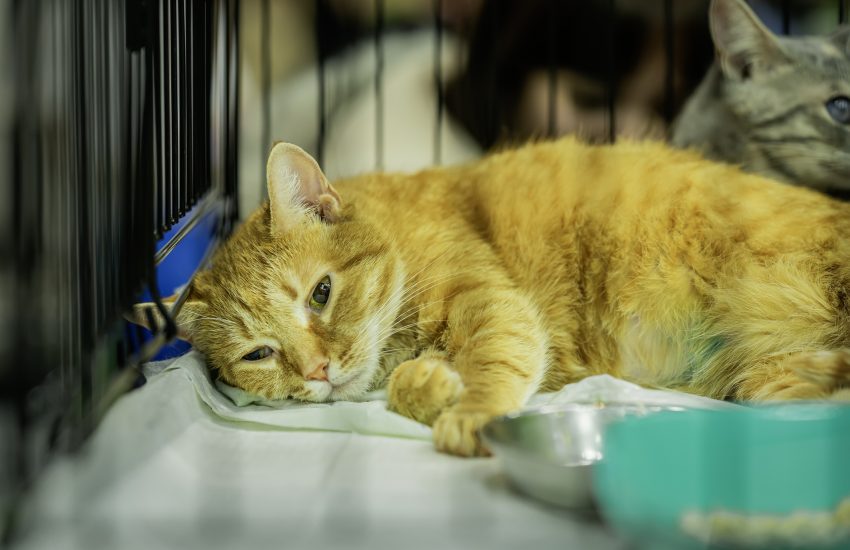 zielige kat in asiel