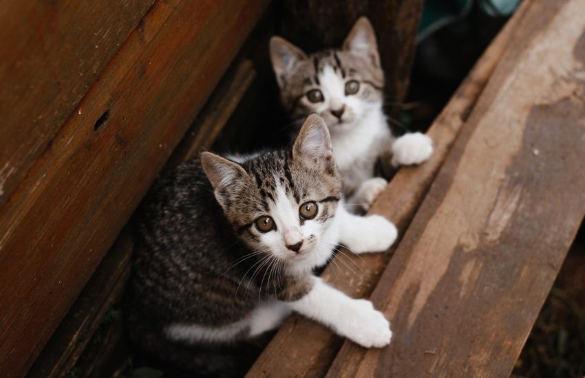 Twee kittens