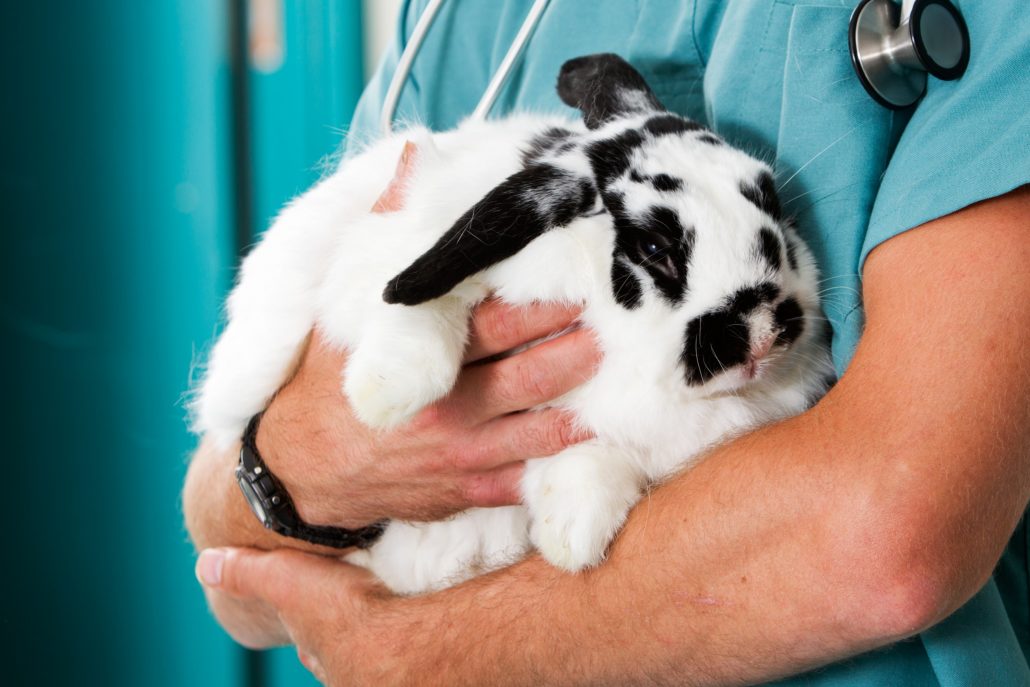 Eerste hulp konijn