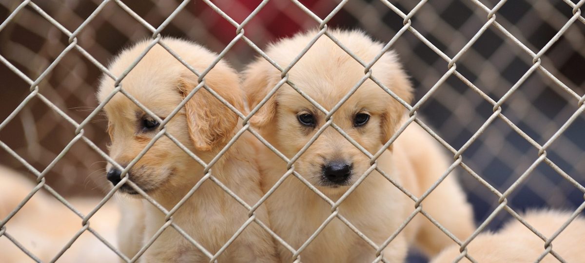 Hondjes achter tralies