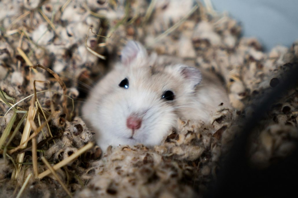 Huis- en hobbydierenlijst hamster