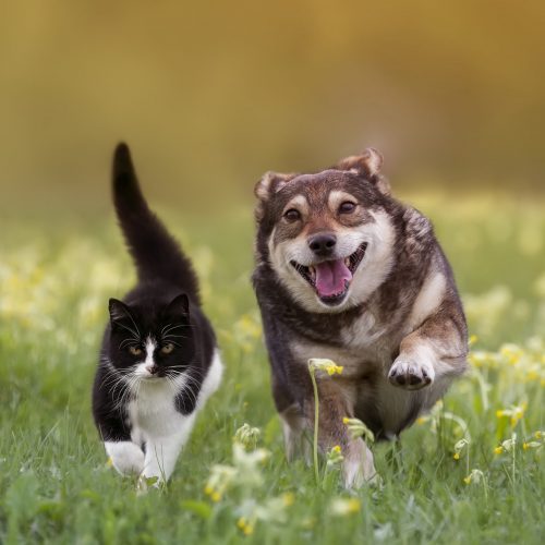 hond en kat lente