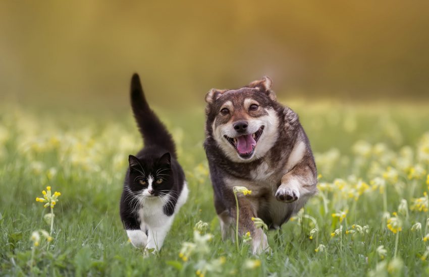 hond en kat lente