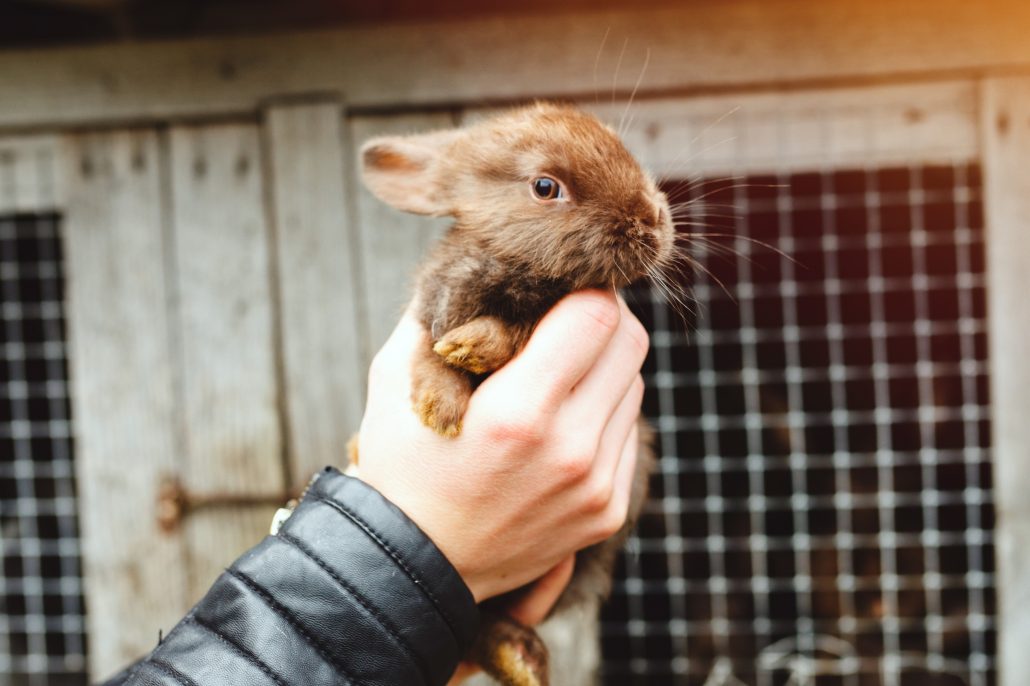 Doden van dieren - vergroot