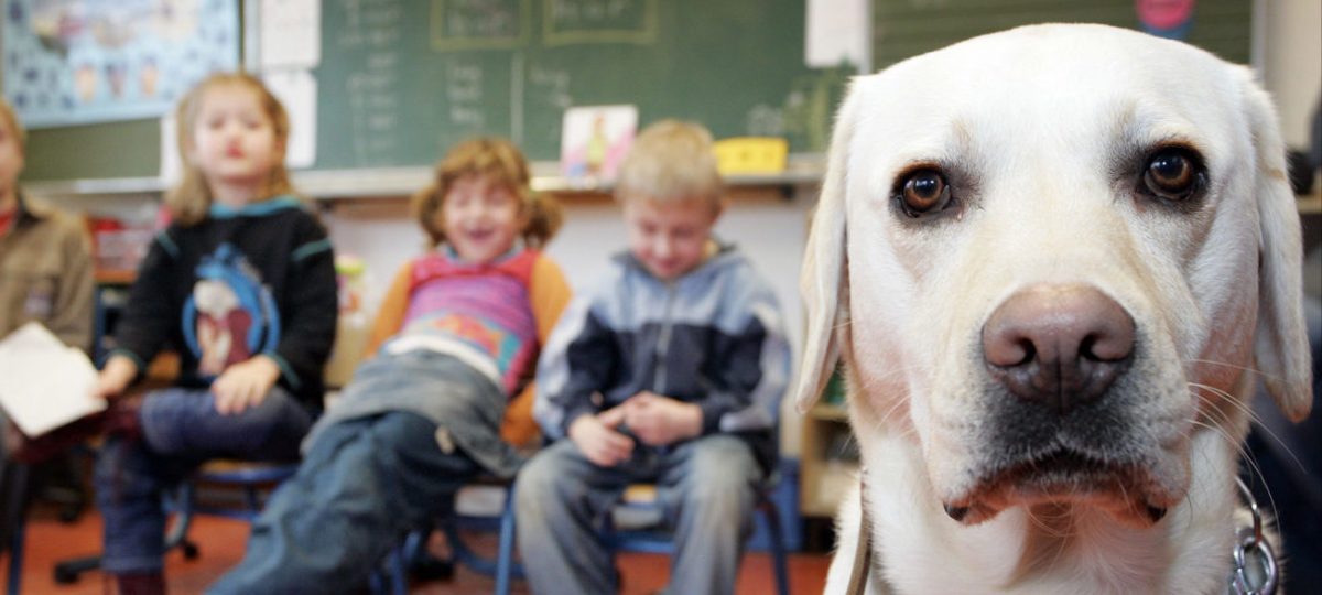 Hond in de klas