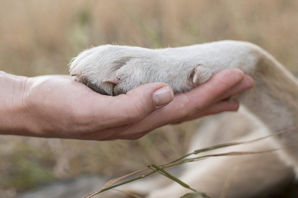 Hondenpoot met hand bijgesneden