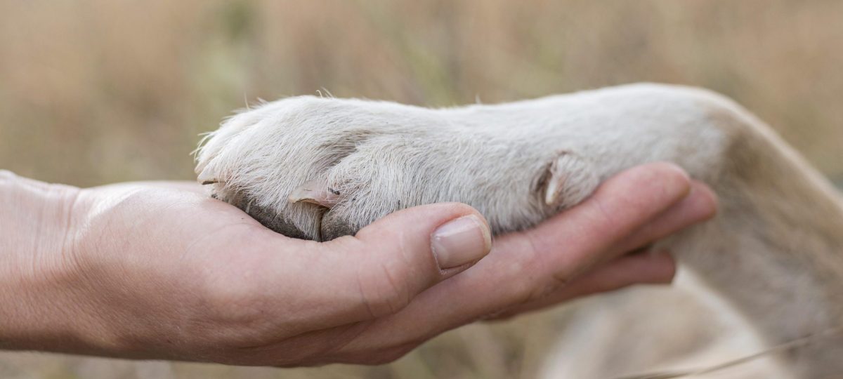 Hondenpoot met hand bijgesneden