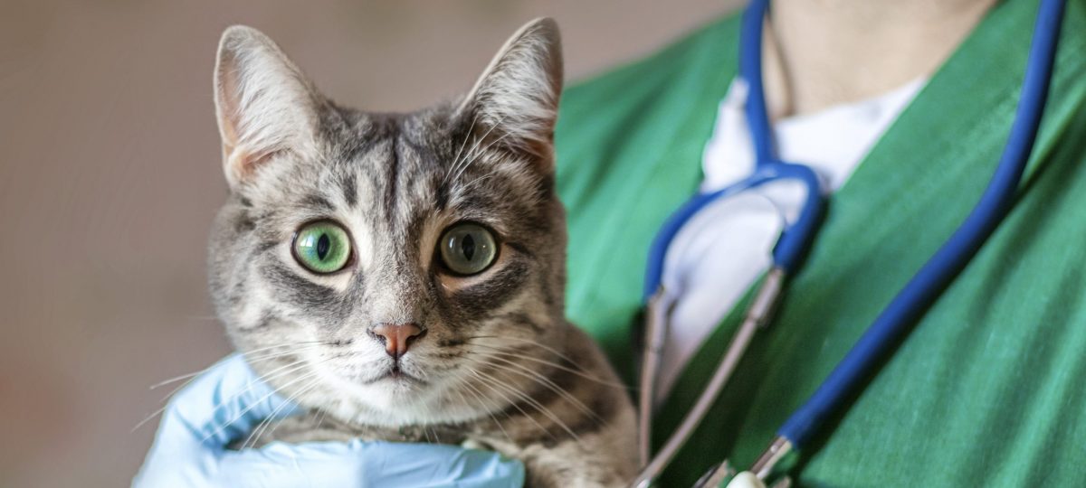 kat dierenarts bijgesneden