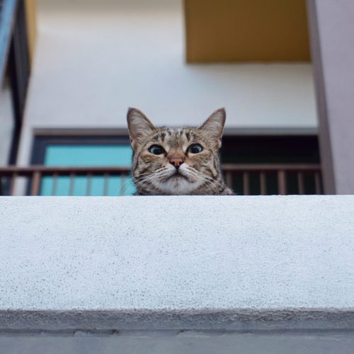 kat balkon