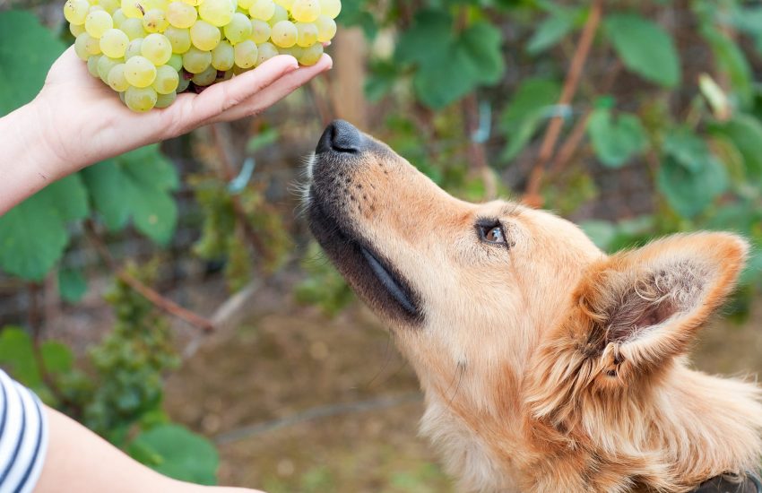 Hond en druiven