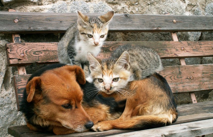 Zwefkatten en zwerfhond