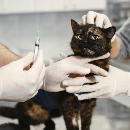 Kat dierenats injectie